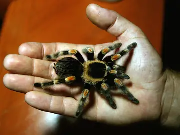 Una tarántula mexicana de patas rojas Una tarántula mexicana de patas rojas