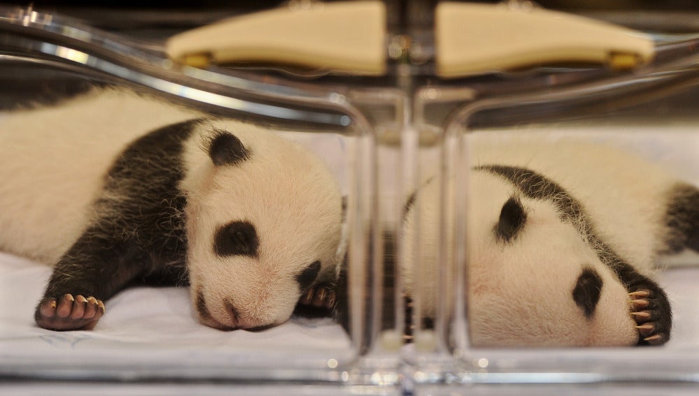 Dos crías de oso panda en la incubadora