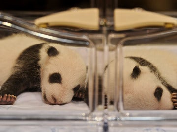 Dos crías de oso panda en la incubadora