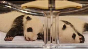 Dos crías de oso panda en la incubadora