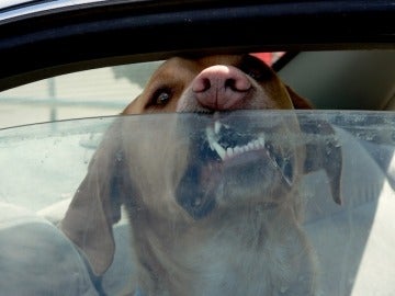 Un perro dentro de un coche