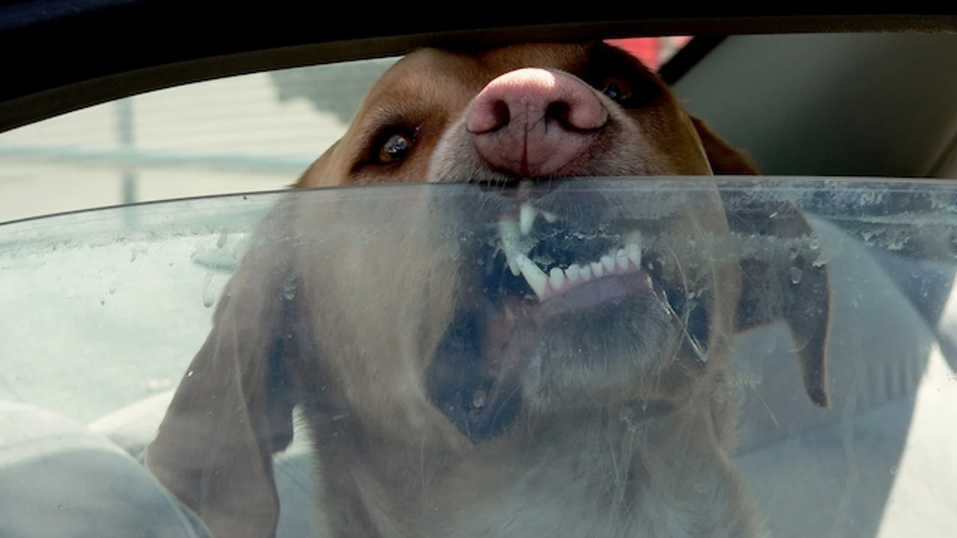 Un perro dentro de un coche Un perro dentro de un coche