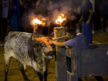 Un mozo corta la cuerda que libera al toro tras encenderle las bolas de las astas en Albal