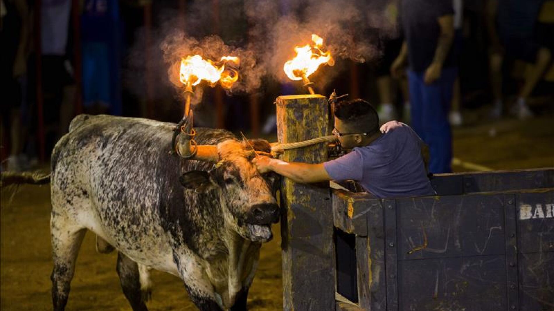 Un mozo corta la cuerda que libera al toro tras encenderle las bolas de las astas en Albal