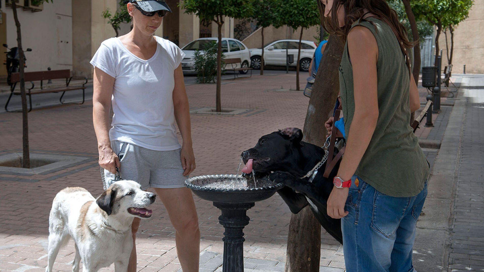 Dos personas dan de beber a sus perros en una fuente