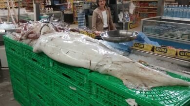 Capturan un calamar gigante de tres metros y 80 kilos en Guipúzcoa