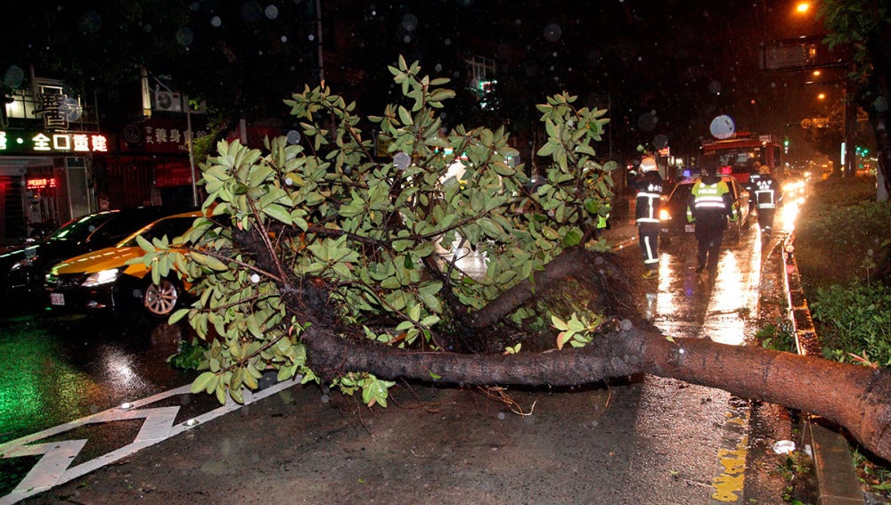 Una rama derribada en Taiwán por el tifón Soudelor
