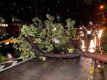 Una rama derribada en Taiwán por el tifón Soudelor Una rama derribada en Taiwán por el tifón Soudelor