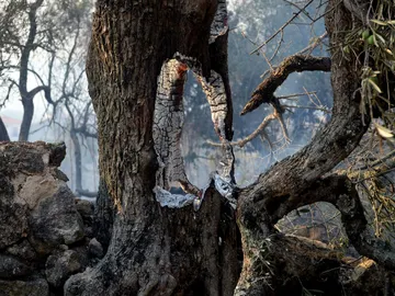 El fuego castiga Sierra de Gata El fuego castiga Sierra de Gata