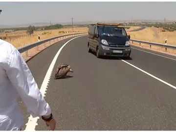El conductor alerta a los demás vehículos de la presencia del buitre en la carretera El conductor alerta a los demás vehículos de la presencia del buitre en la carretera