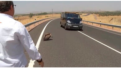 Un hombre salva a un buitre leonado desorientado en una carretera