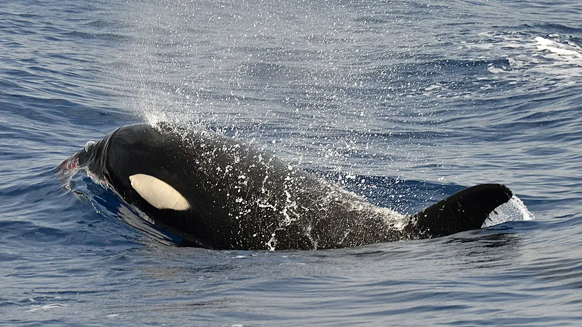 Orcas Orcas