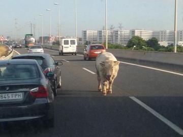 Una vaca caminando por la autovía V-30 de Valencia
