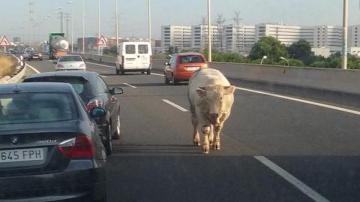 Una vaca caminando por la autovía V-30 de Valencia