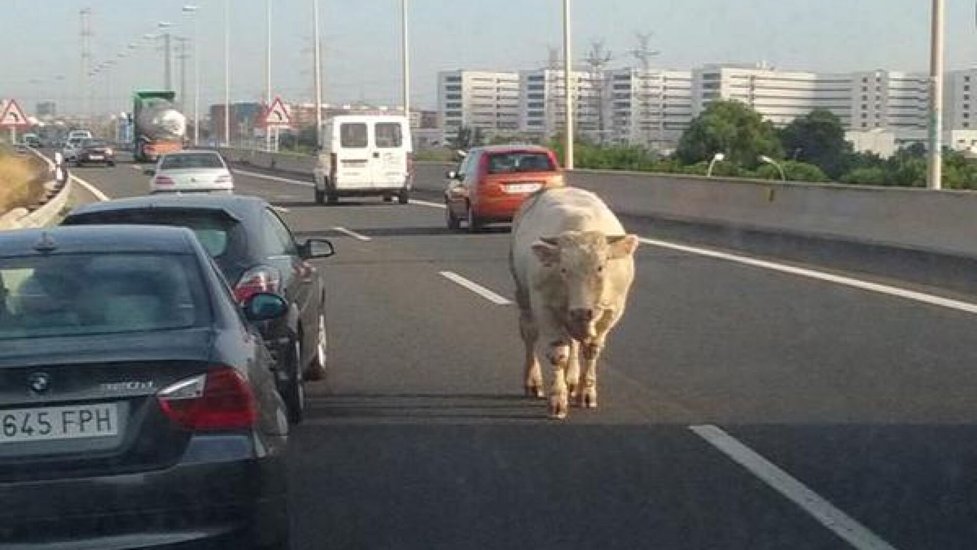 Una vaca caminando por la autov&iacute;a V-30 de Valencia