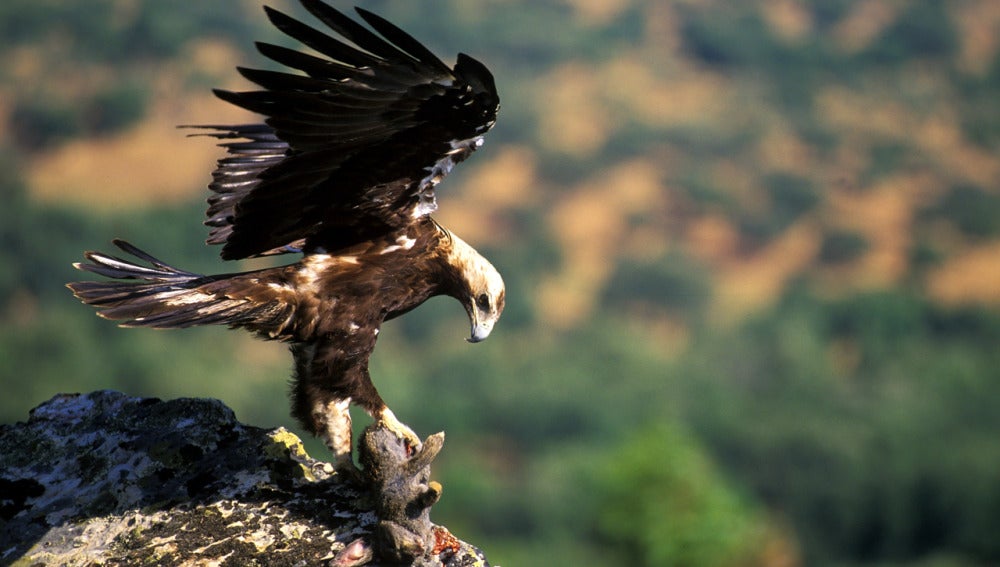 Águila imperial ibérica