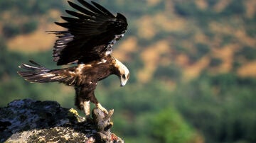Águila imperial ibérica