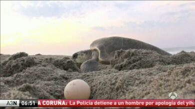 Decenas de personas asaltan al día los nidos de las tortugas de las playas de México