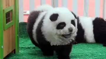 Perro panda