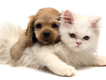 Mascotas Mascotas