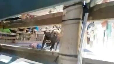Muere un hombre en el encierro de las fiestas de Blanca (Murcia) tras ser corneado por un toro