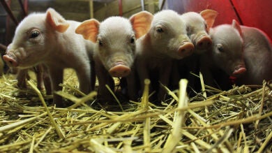 Mueren 2.000 lechones en el incendio de una granja porcina en Castellón
