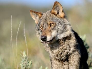 Lobo ibérico