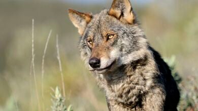La Fiscalía abre diligencias para investigar las muertes de seis lobos en Asturias 
