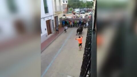 Bous al carrer en Muleros, Valencia