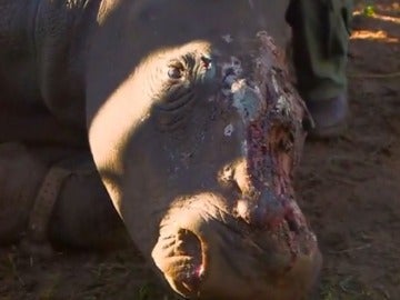 Los cazadores rajaron la cabeza de la rinoceronte