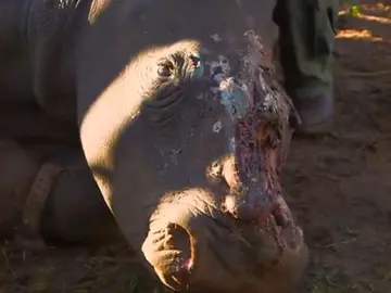 Los cazadores rajaron la cabeza de la rinoceronte Los cazadores rajaron la cabeza de la rinoceronte