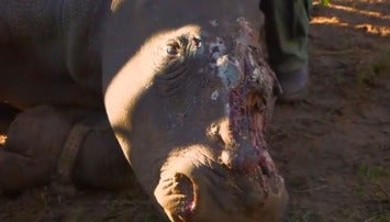 Los cazadores rajaron la cabeza de la rinoceronte