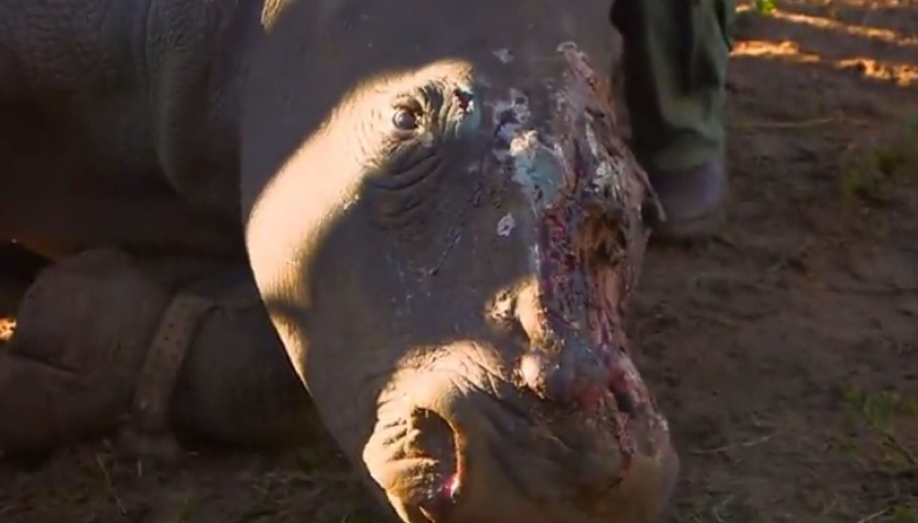 Los cazadores rajaron la cabeza de la rinoceronte