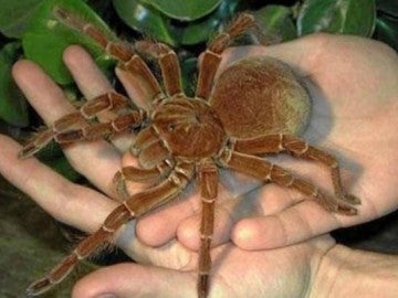 Ejemplar de araña cazadora en Panamá