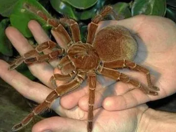 Ejemplar de araña cazadora en Panamá Ejemplar de araña cazadora en Panamá