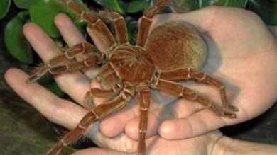 Descubren la primera araña que es capaz de planear