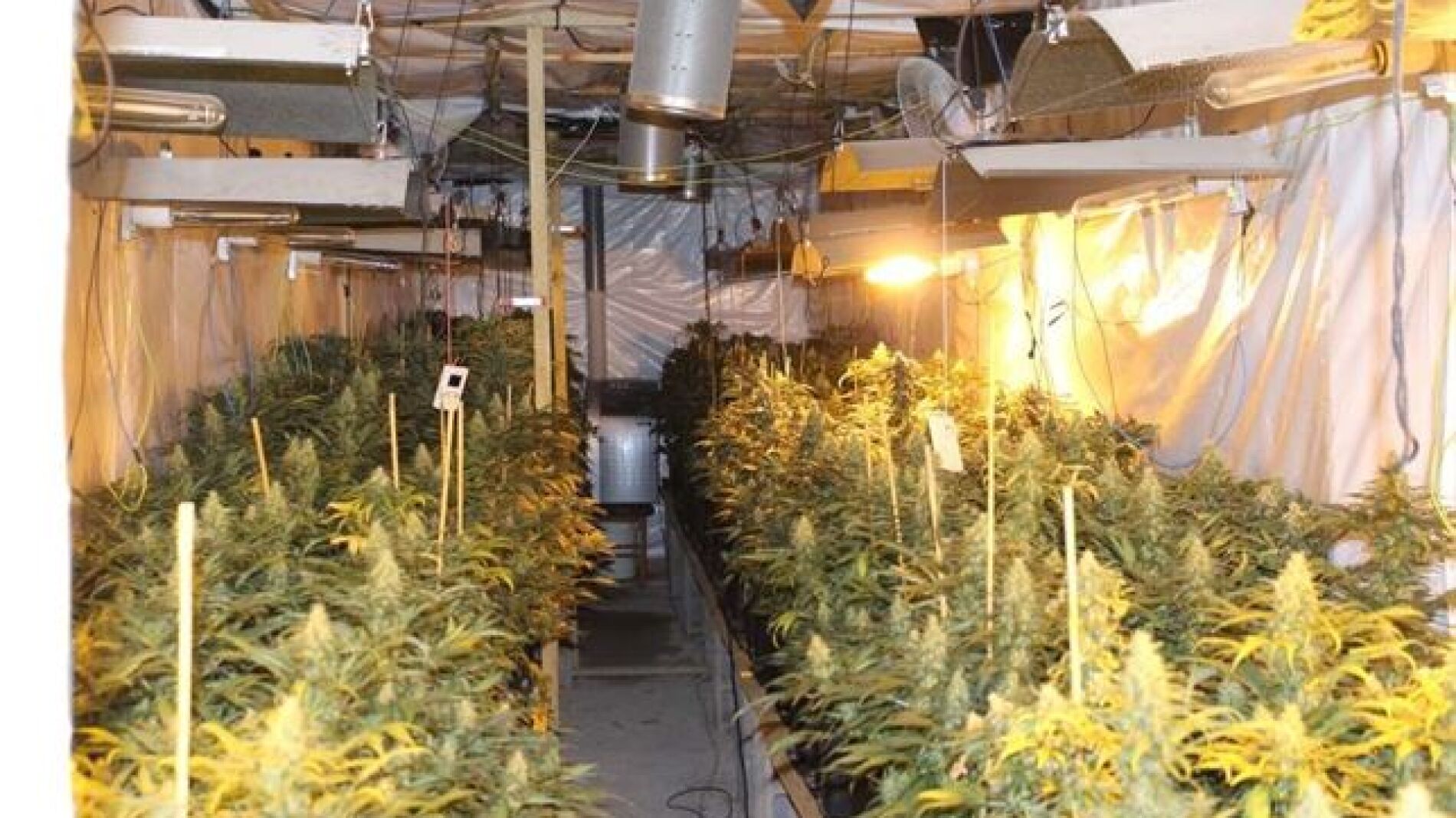 Plantas de marihuana