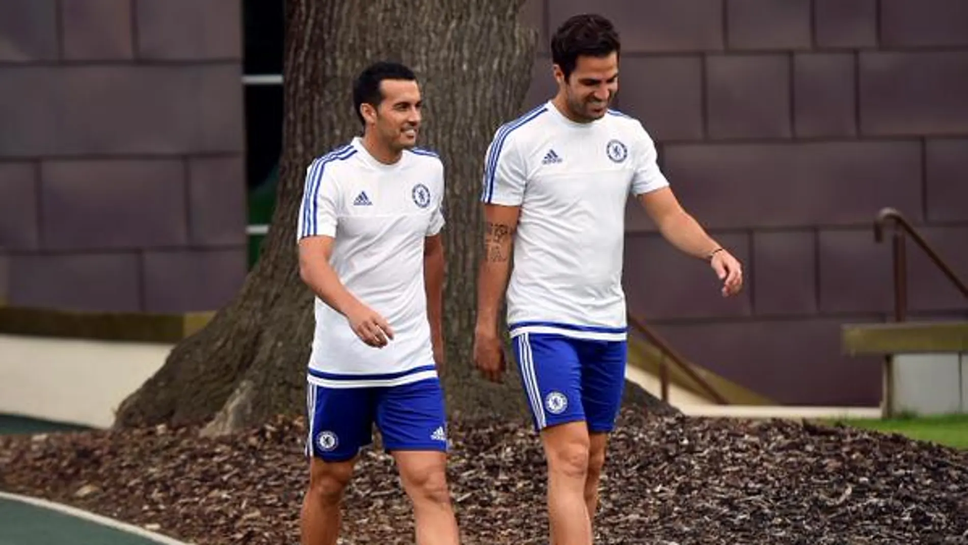Pedro y Cesc, compañeros de nuevo en el Chelsea Pedro y Cesc, compañeros de nuevo en el Chelsea