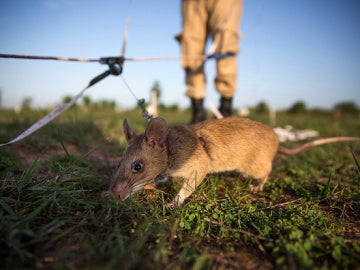 Ratas gigantes en Camboya