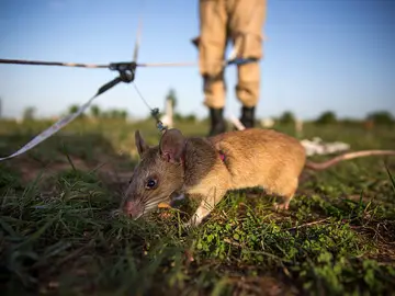 Ratas gigantes en Camboya Ratas gigantes en Camboya