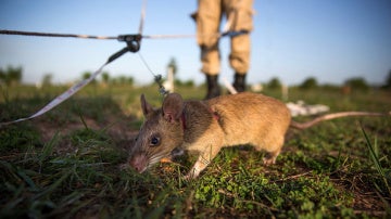 Ratas gigantes en Camboya
