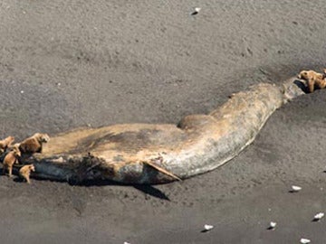 Una de las ballenas encontradas, rodeada de osos Una de las ballenas encontradas, rodeada de osos