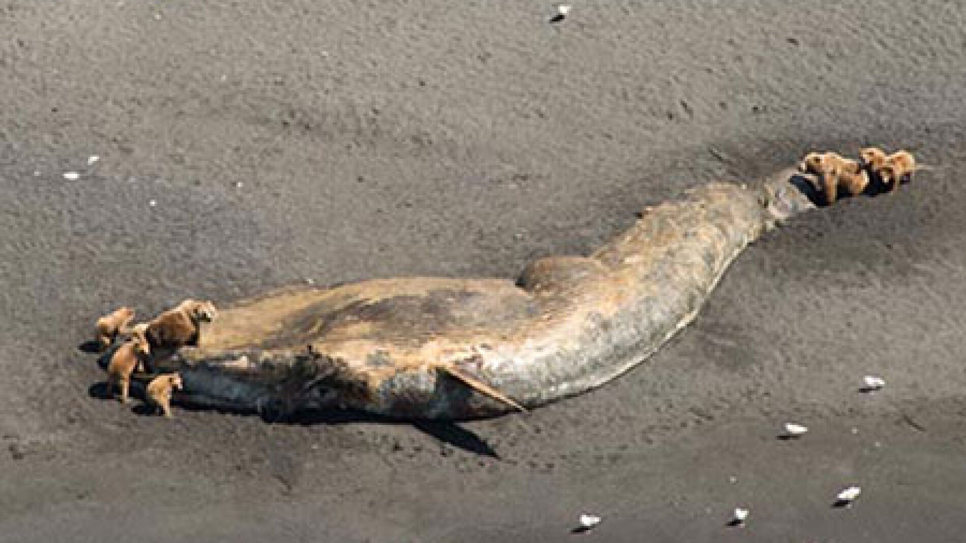 Una de las ballenas encontradas, rodeada de osos