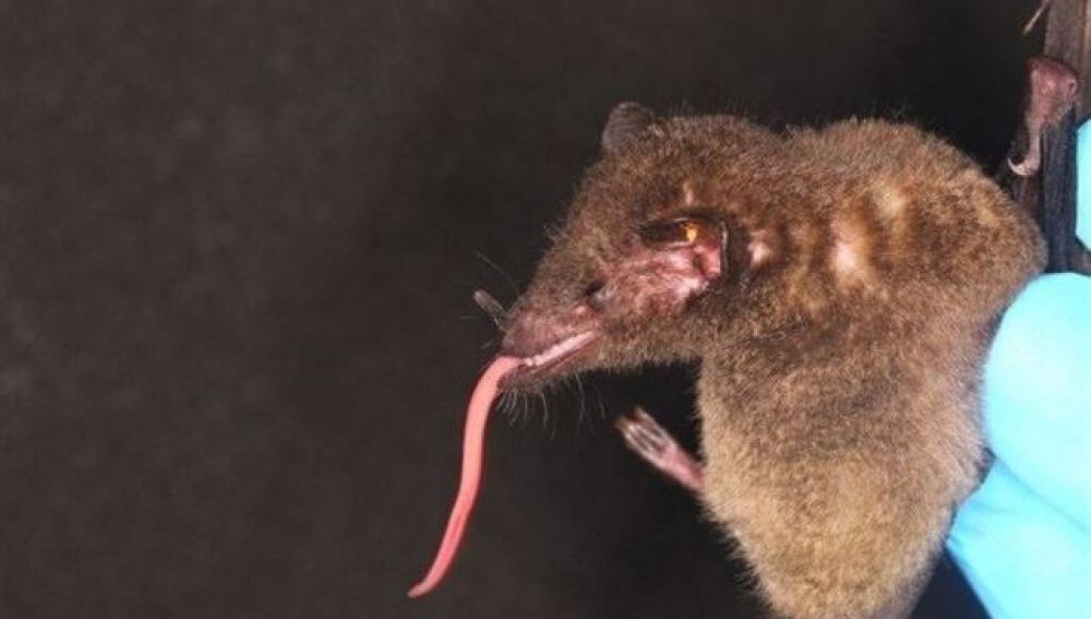 Un ejemplar del murciélago hallado