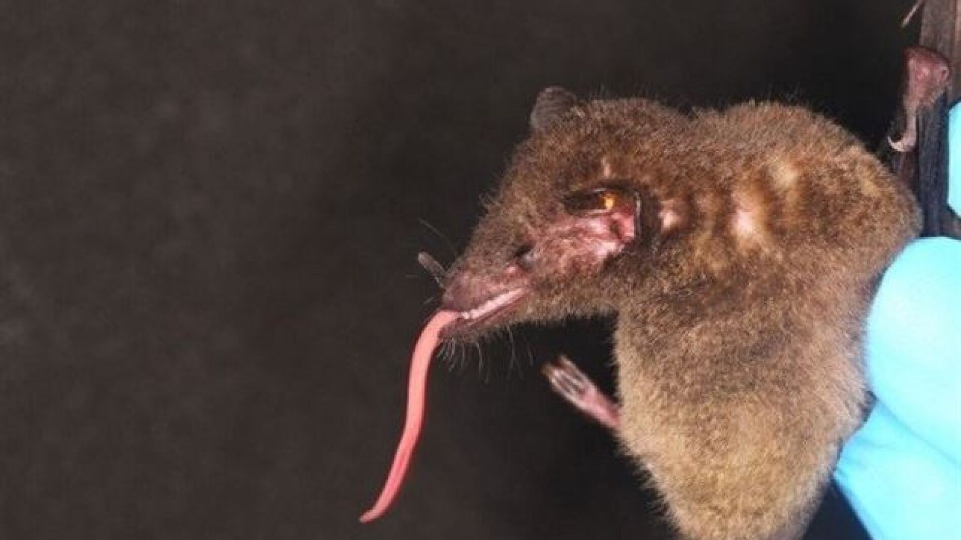 Un ejemplar del murci&eacute;lago hallado