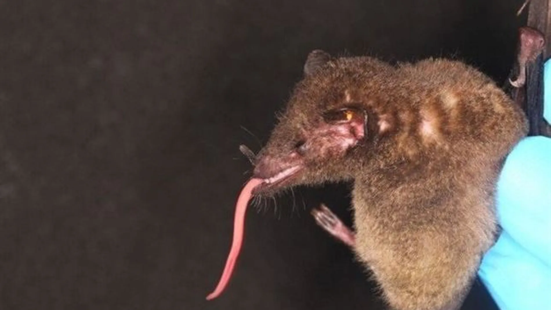 Un ejemplar del murciélago hallado Un ejemplar del murciélago hallado