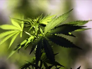 Plantas de cannabis Plantas de cannabis