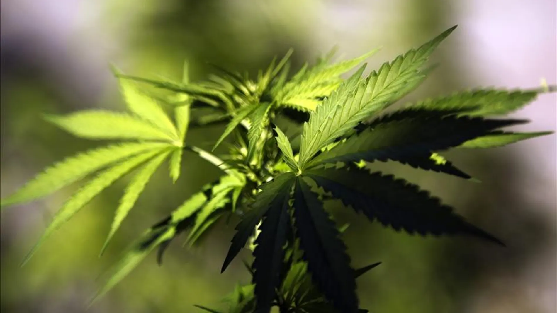 Plantas de cannabis Plantas de cannabis