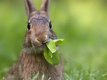 Conejo Conejo