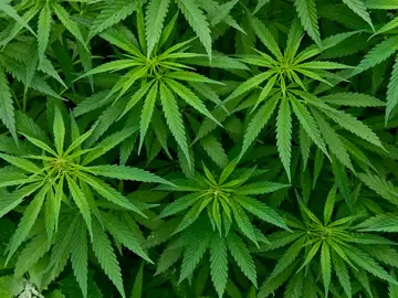 Hojas de marihuana Hojas de marihuana